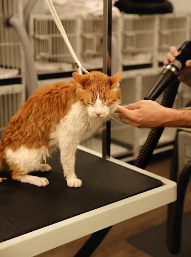 Dapper Doggery - Cat grooming in Poway