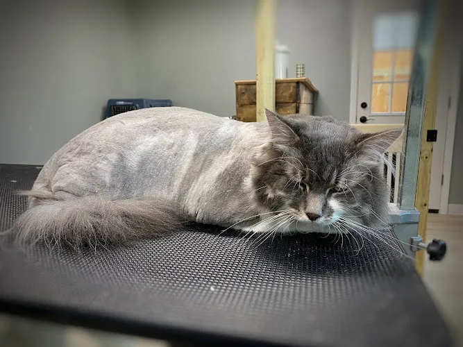 The Peaceful Pet Salon - Professional cat grooming in Fenton Township, MI