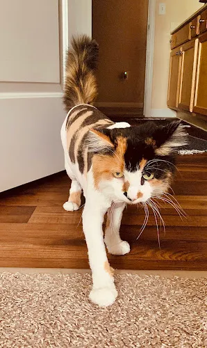 Cat-A-Holic Cats - Cat grooming in Port Orange
