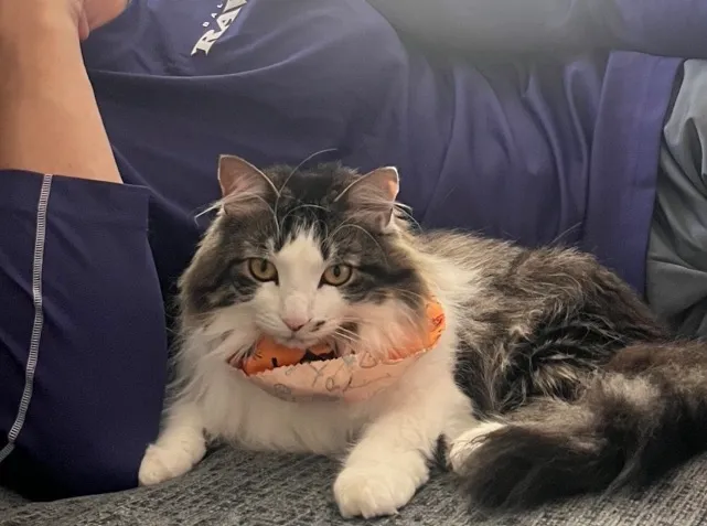 Groom Haven - Cat grooming in Baltimore