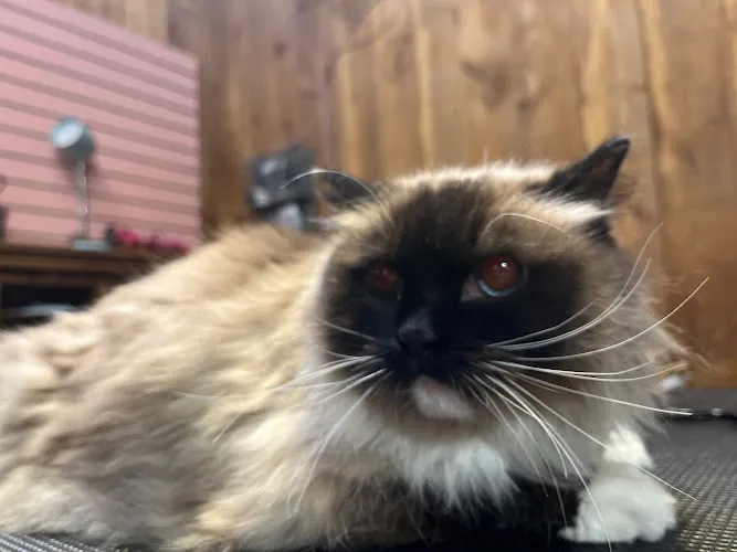 Perfect Fur Salon - Mobile cat grooming in White River Junction, VT