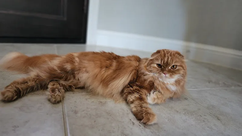 Pet House - Grooming, Daycare & Boarding - Cat grooming in Keller
