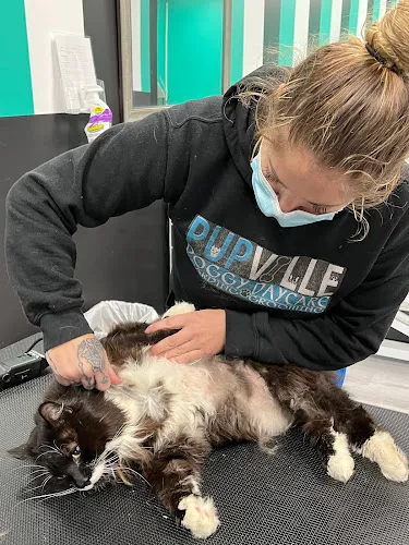 PupVille Parlour - Mobile cat grooming in Nashua, NH