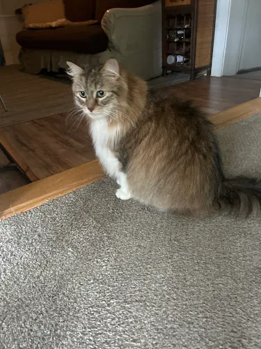 Dirty Tails - Cat grooming in Plainville
