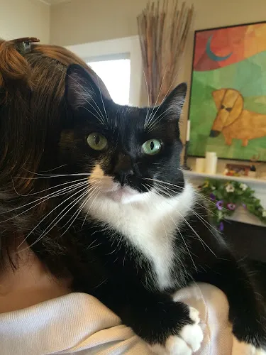 Posh Paws Grooming & Pet Spa LLC - Cat grooming in Greenville