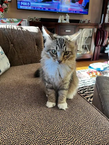 Prideful Grooming - Cat grooming in East Rutherford
