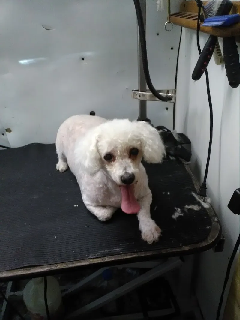 What's up dog mobile pet grooming - Cat grooming in Phoenix