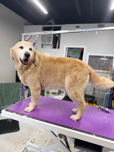 Danielle Grooms - Cat grooming in Colorado Springs