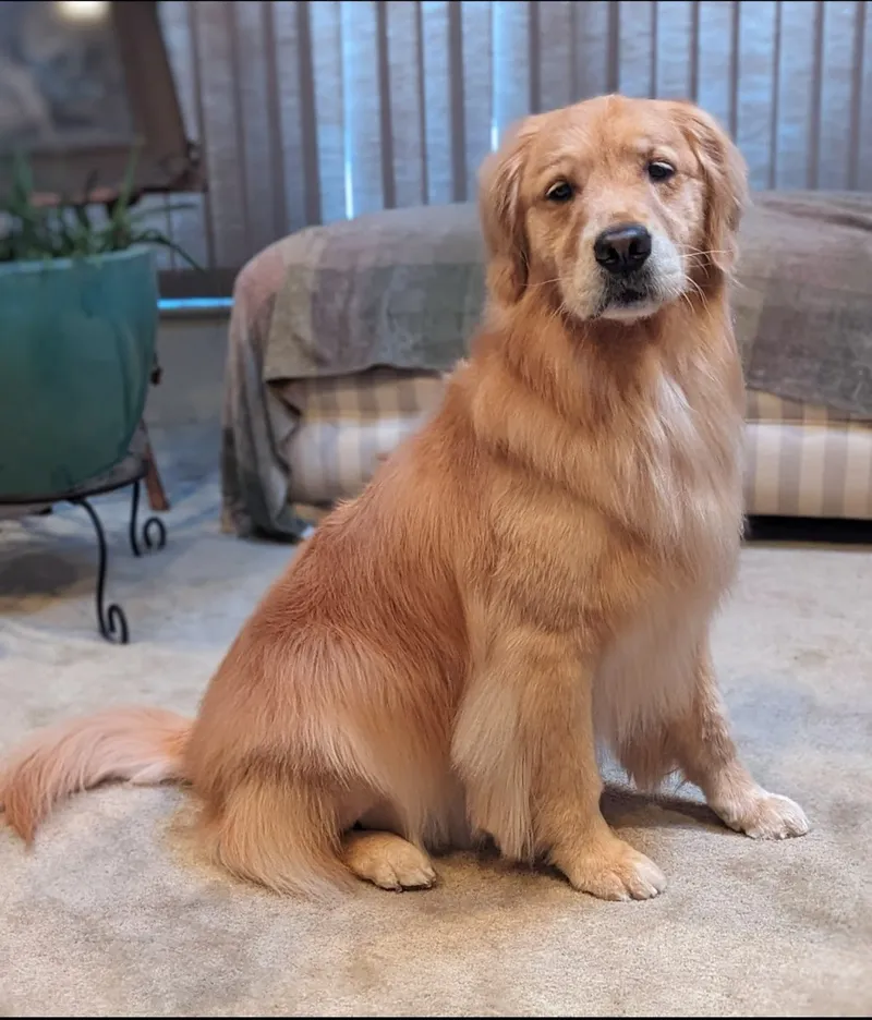 Wendy's Doggie Day Spa and Kitty Care Inc. - Cat grooming in Rockville Centre