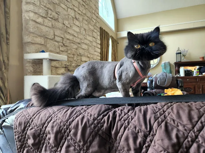 Dawn's Almost Human Pet Grooming - Cat grooming in Clute