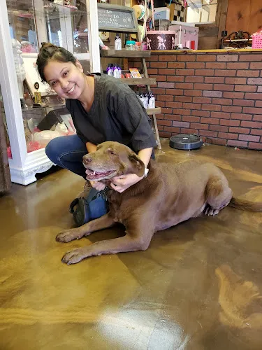 Georgia's Pet Salon & Boutique - Cat grooming in Nash