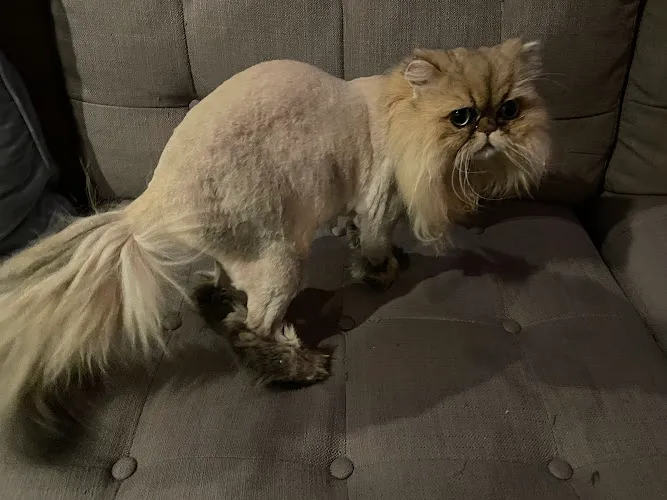 Whiskers & Tails - Cat grooming in Hamilton Square