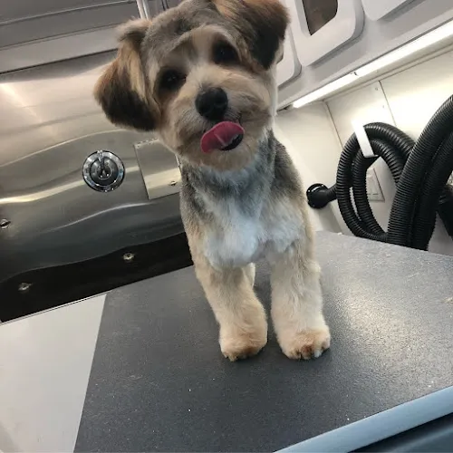 Bubbles N Bones Mobile Pet Grooming - Cat grooming in Stoneham