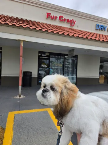 Fur Crazy Pet Salon - Professional cat grooming in Boca Raton, FL