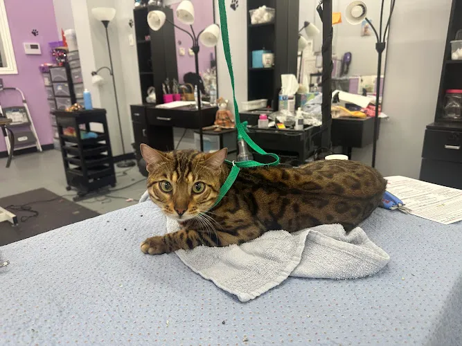 Zoe's Pawfection - Cat grooming in Katy