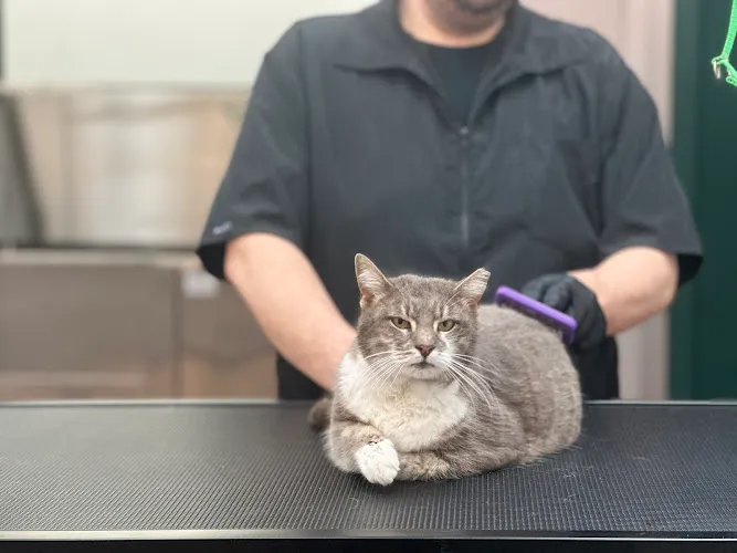 LaMagna's Dog Grooming - Cat grooming in Floral Park