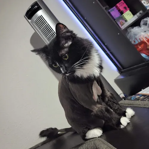 Franko's Dog & Cat Grooming - Professional cat grooming in Vancouver, WA