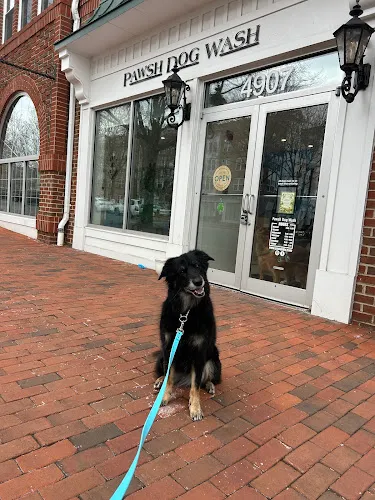 Pawsh Dog Wash - Cat grooming in Alexandria