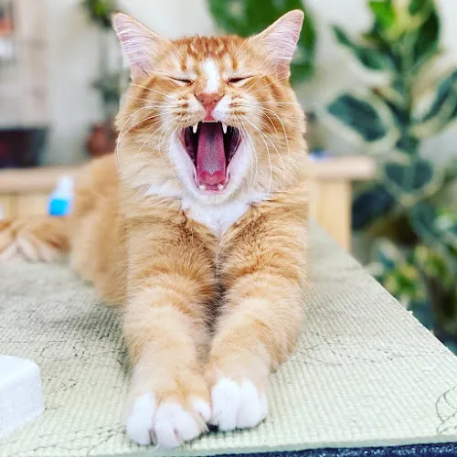 Arusi Pet Salon - Cat grooming in Hereford