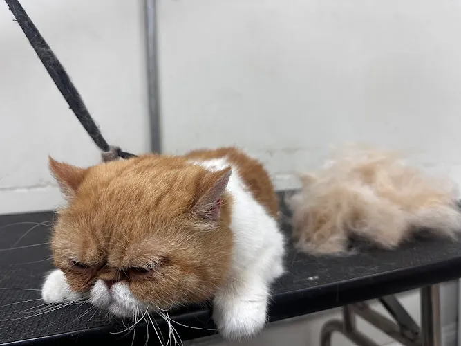 Walk-in-Paw Paw Pet Grooming/ dog grooming nail trim /cat grooming nail trim 寵物美容 - Professional cat grooming in Alhambra, CA