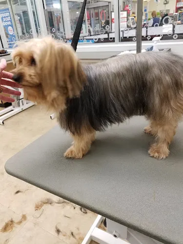 Pawsome Styles by Nikh, LLC - Mobile cat grooming in Kalamazoo, MI