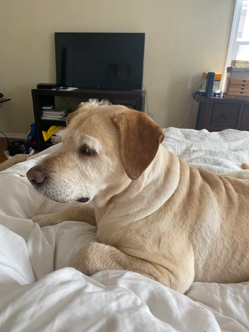 Alex The Happy Dog - Cat grooming in Los Angeles