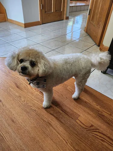 Dal Santo’s Doggie Stylez Grooming Salon - Cat grooming in Lansing