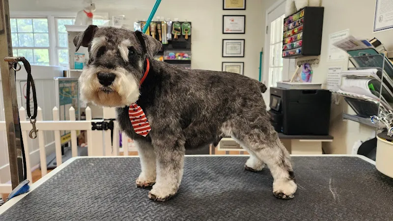 All Access Dogs - Mobile cat grooming in Boiling Springs, SC