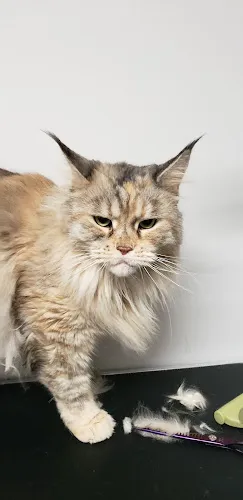 Woof Woof Meow Pet Grooming - Cat grooming in Moncks Corner