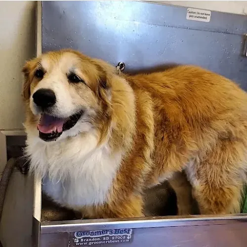 Pups on the Poudre Grooming - Mobile cat grooming in Fort Collins, CO