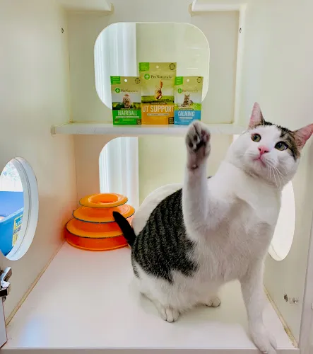 Crossroads Grooming and Retail Pet Store - Germantown - Mobile cat grooming in Nashville, TN