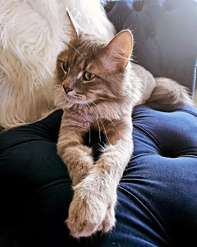 Jan's Pet Grooming - Professional cat grooming in Redford, MI