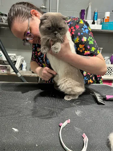Bow Wow Meow Boutique - Cat grooming in Indianapolis