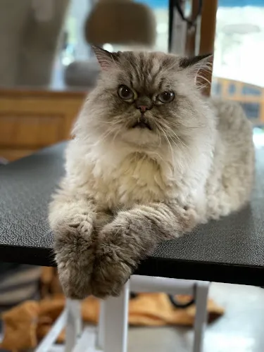 The Elegant Pet llc - Professional cat grooming in Germantown, WI