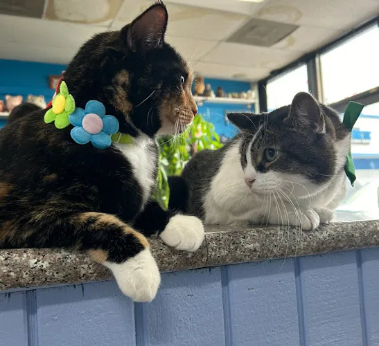 Pet Grooming - Cat grooming in Panorama City