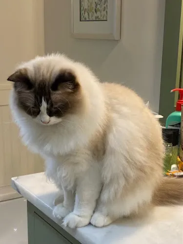 Nashville Pet Salon - Professional cat grooming in Nashville, TN