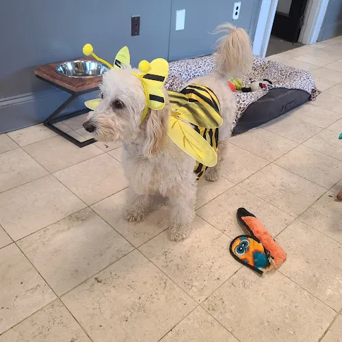 Pet Laundry Dog grooming Self Service Dog Wash - Cat grooming in Lilburn