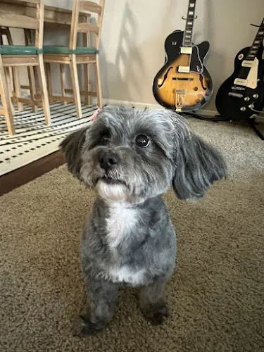 Sunny Paws Plus - Professional cat grooming in Carmichael, CA