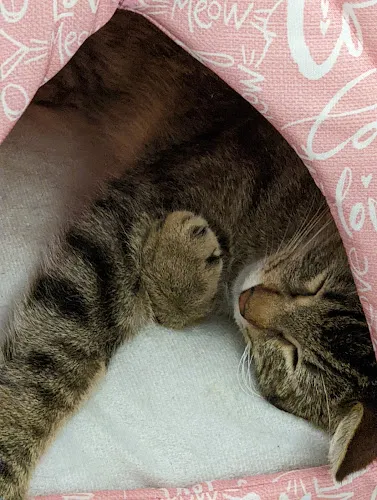 Mountain Peak Grooming - Cat grooming in Truckee