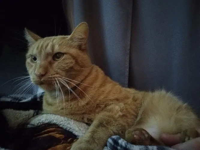 My Pet Groomer - Cat grooming in Memphis