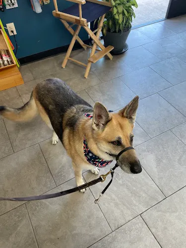 Styles Pet Grooming - Cat grooming in Yucaipa