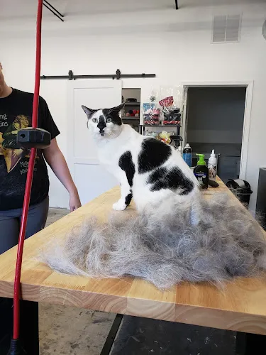 Groom My Friend - Cat grooming in Big Lake