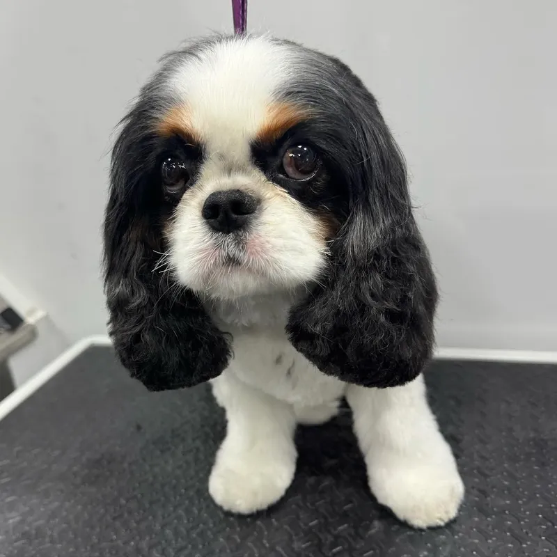 Texas Best Mobile Pet Grooming - Park Cities/Preston Hollow - Cat grooming in Dallas