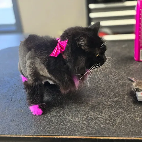 Paws & Claws Finishing Touch - Cat grooming in Battle Creek
