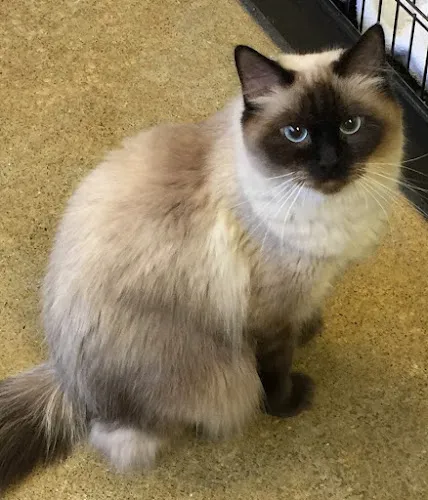 A Classical Touch - Cat grooming in Fort Wayne