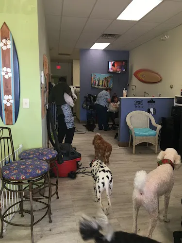 Surf Dog - Professional cat grooming in Yorktown, VA