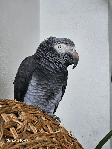 Birds' Beak & Beyond Mobile Bird/ Cat/ Dog/ Exotic Grooming, Consulting, Sitting, Behavioral, Transport, and Kennel Cleaning. - Cat grooming in Lake Worth Beach