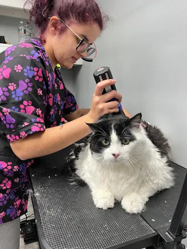 Babi’s Grooming - Cat grooming in Peabody
