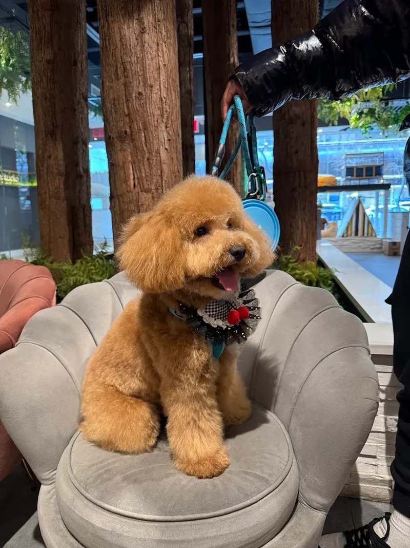Pupstudio NYC - Mobile cat grooming in New York, NY