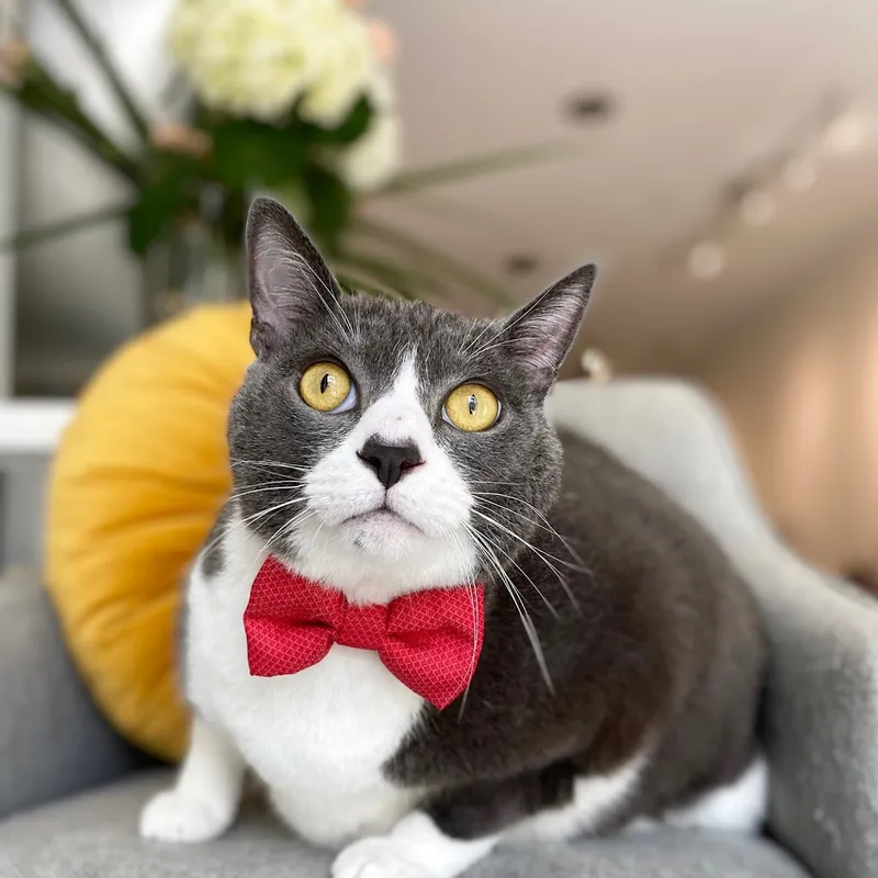 The Charleston Cat Groomer - Cat grooming in Mt Pleasant